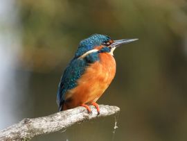 IJsvogel