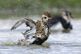 Goudplevier neemt bad