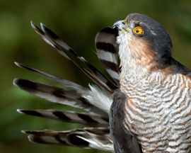 Sperwer aan het poetsen