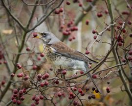 Zo'n fris besje is een lekkernij!