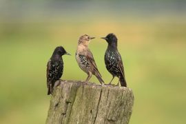Juveniel Spreeuw wordt door de ouders 'toegesproken'