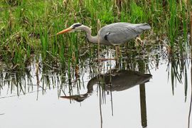 vissende blauwe reiger