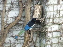 Smakelijk eten van de vogelpindakaas