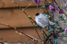 Voor eerste keer bij ons in de tuin😃