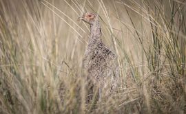 Fazanthen scharrelend door de duinen