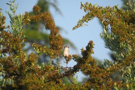 Vogel en vogelaar genieten