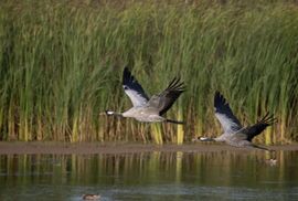 Vliegende kraanvogels