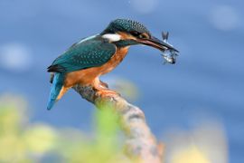 Ijsvogel met gevangen vis.