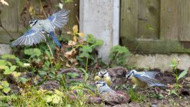 Familie pimpelmees in bad