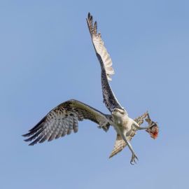 Jonge visarend met buit