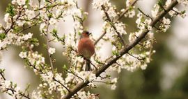 Vink in de regen tussen de bloesem!