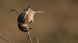 Roodborsttapuit volgt een insect.