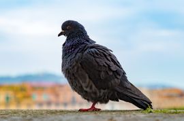 Deze duif poseert om achteraf beloond te worden