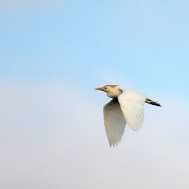 Koereiger vliegt langs in ochtendlicht