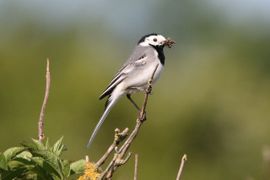 Witte Kwikstaart met voer voor de jongen