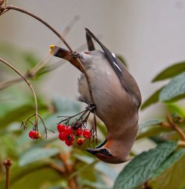 Acrobatische toeren van de pestvogel