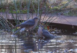 Gebroederlijk badderen