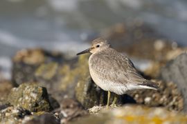 Wachtend op een dijkje totdat de vloed zich terugtrekt
