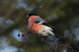 Goudvink in een januarizonnetje