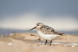 Zomer in Nederland aan het strand