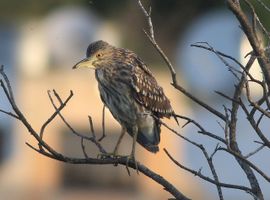 Night Heron In Autumn Migration 