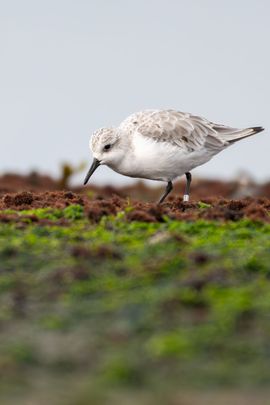 Drieteen op de Brouwersdam