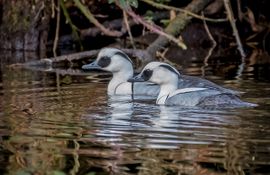 Er kwamen 2 Nonnetjes voorbij...