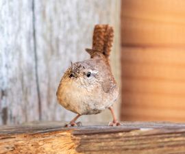 Winterkoning op weg naar zijn kroost