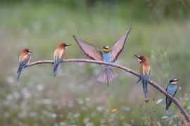 Vier Bijeneters rusten terwijl een vijfde tussen hen in landt