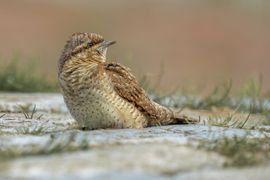 Draaihals in Noordpolderzijl