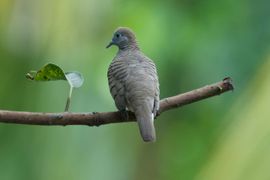 Even uitrusten op een tak van de mangoboom in de achtertuin