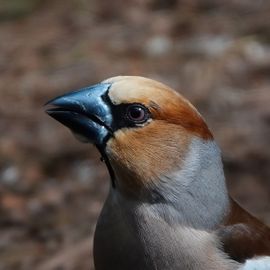 Portret van een appelvink