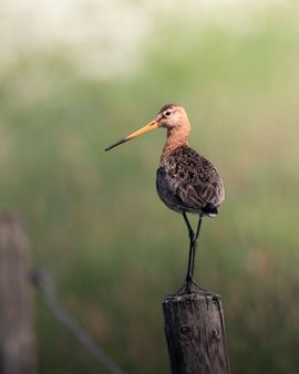 Grutto