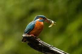 Ook in de stromende regen moet er vis gevangen worden