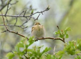 Opgedofte Iberische tjiftjaf