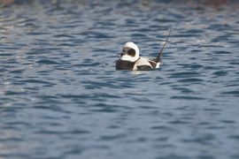 IJseend in de haven van Vardo