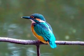 IJsvogel langs waterkant.