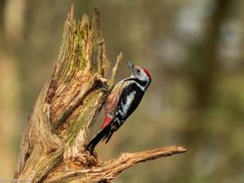 Middelste Bonte Specht