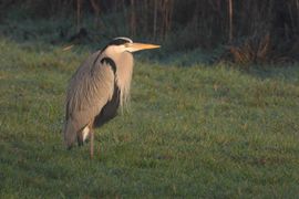 Blauwe reiger in het weiland