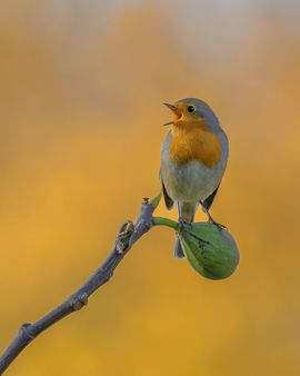 Herfstmuziek in de vijgenboom