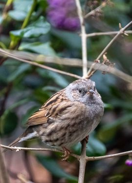 Vaste gast in de tuin!