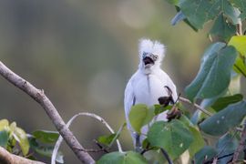 Reiger met een bad hair day