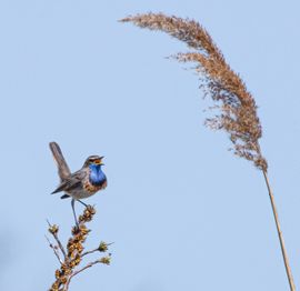 Blauwborst