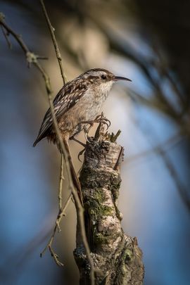 On top of the tree...