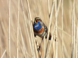 Blauwborstje roept de lente uit.