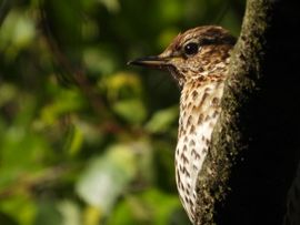 Genieten van de ochtendzon