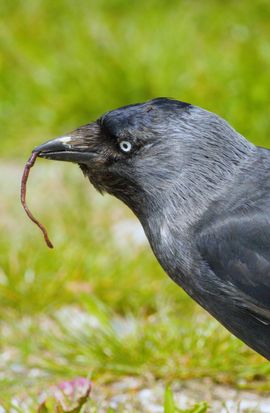 Lekkere snack