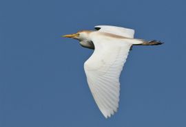 Koereiger in de vlucht