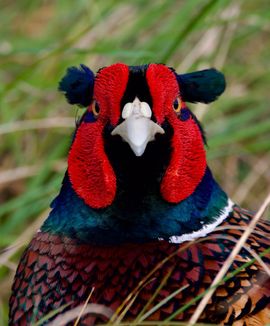 Een vorsende blik - Jan Onstenk
