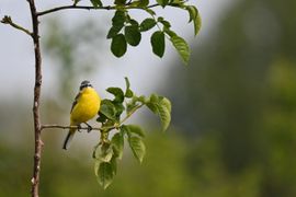 Don't worry be Yellow...